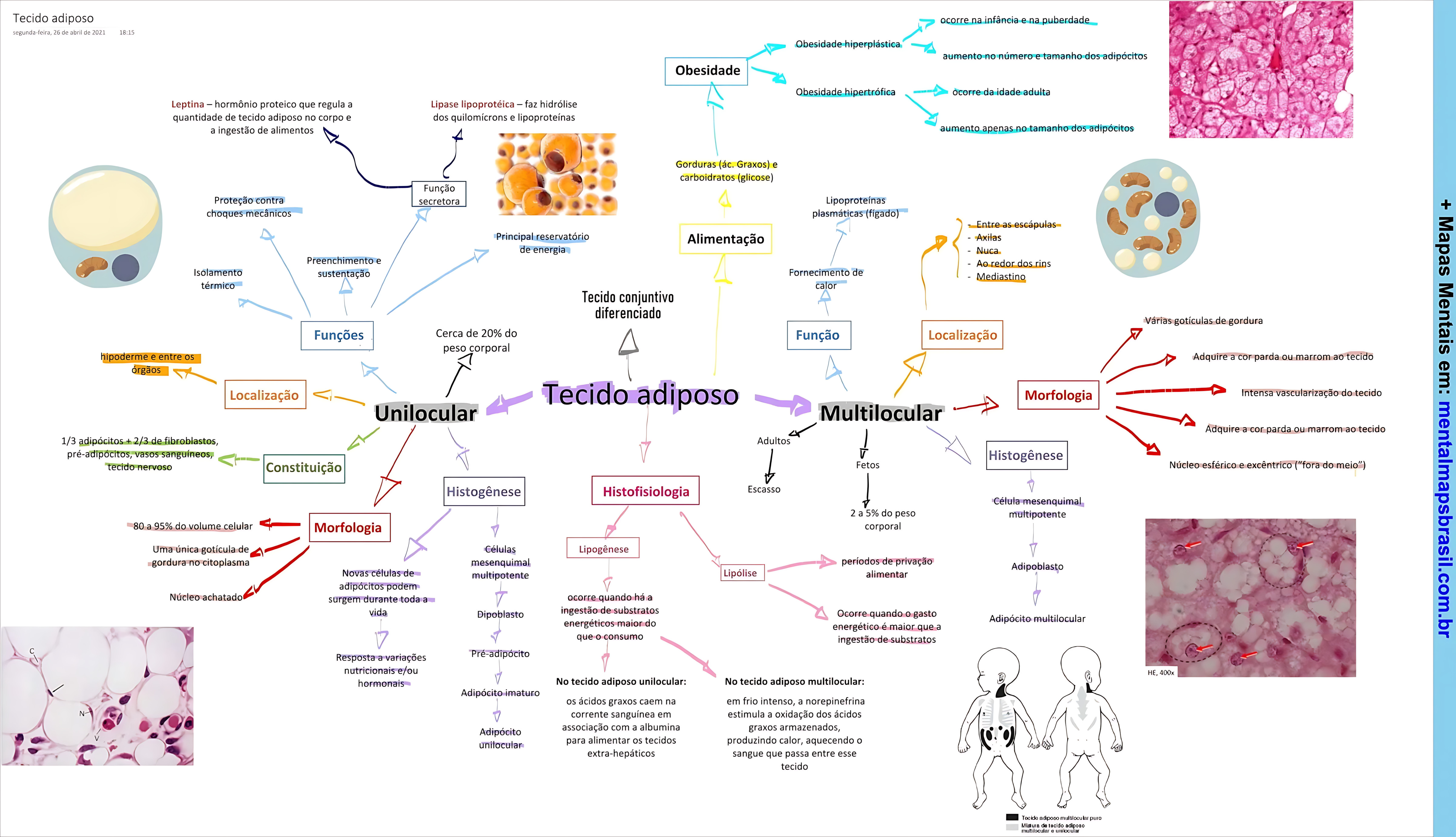 MAPA MENTAL SOBRE TECIDO ADIPOSO