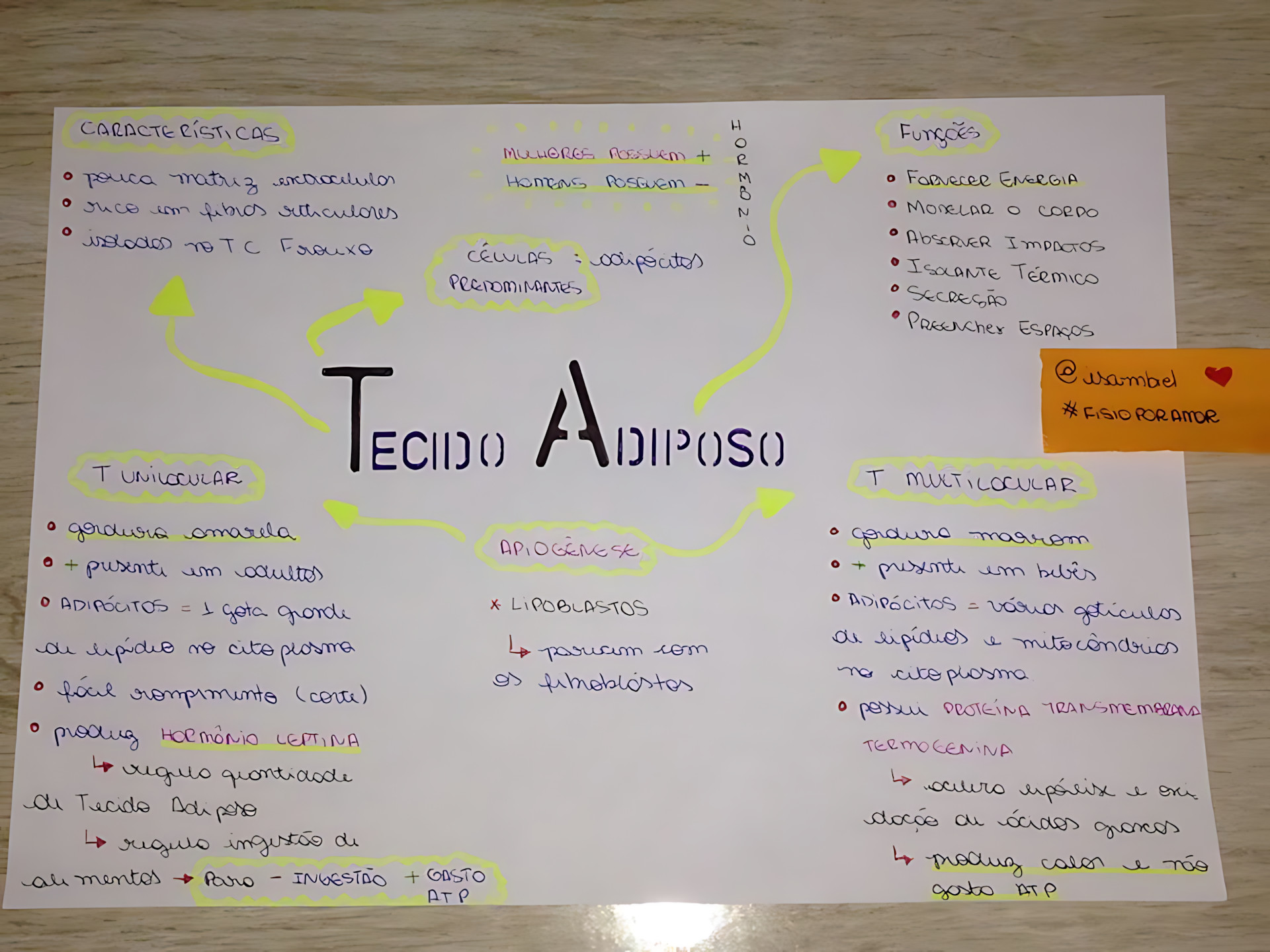 MAPA MENTAL SOBRE TECIDO ADIPOSO