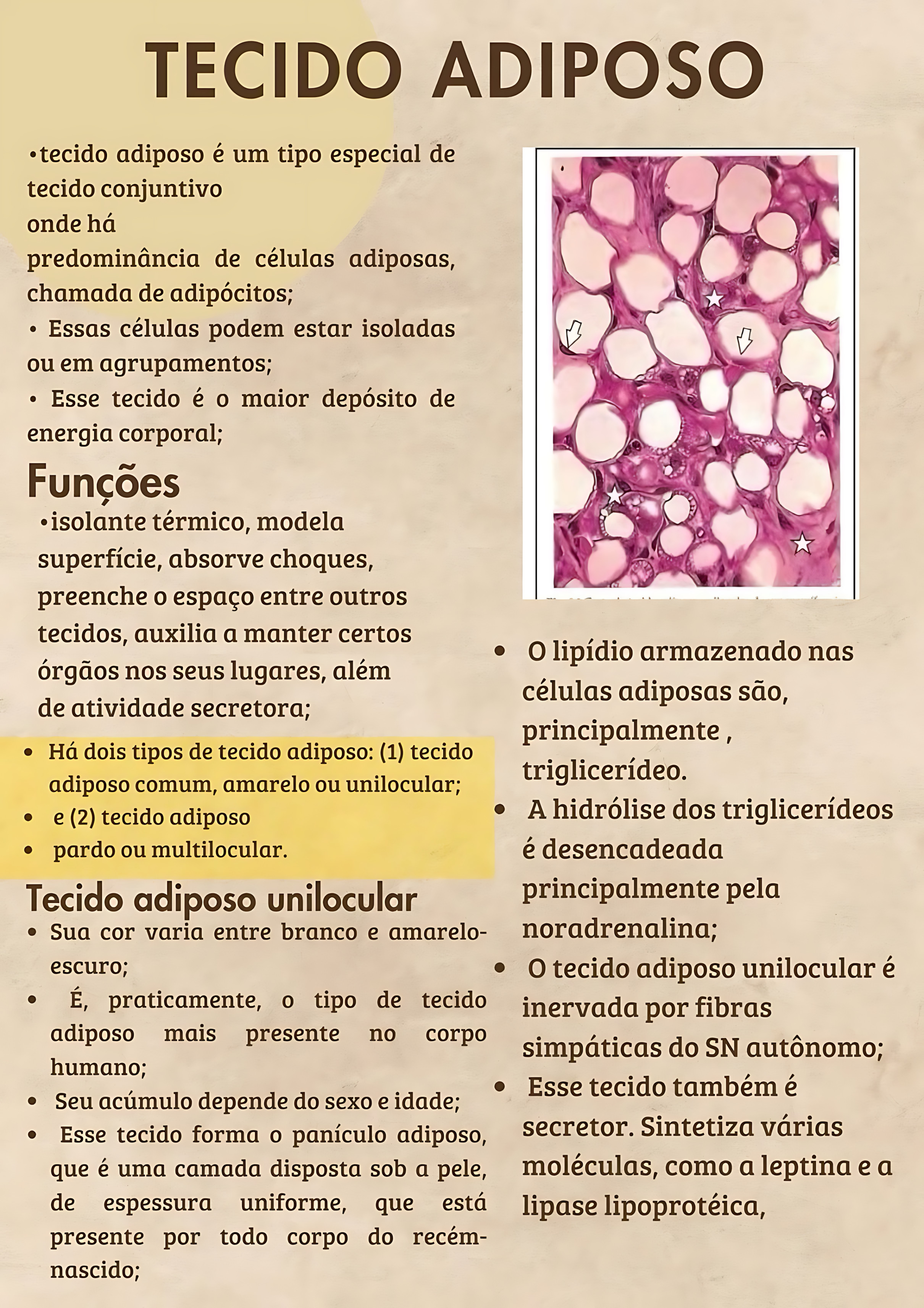 MAPA MENTAL SOBRE TECIDO ADIPOSO