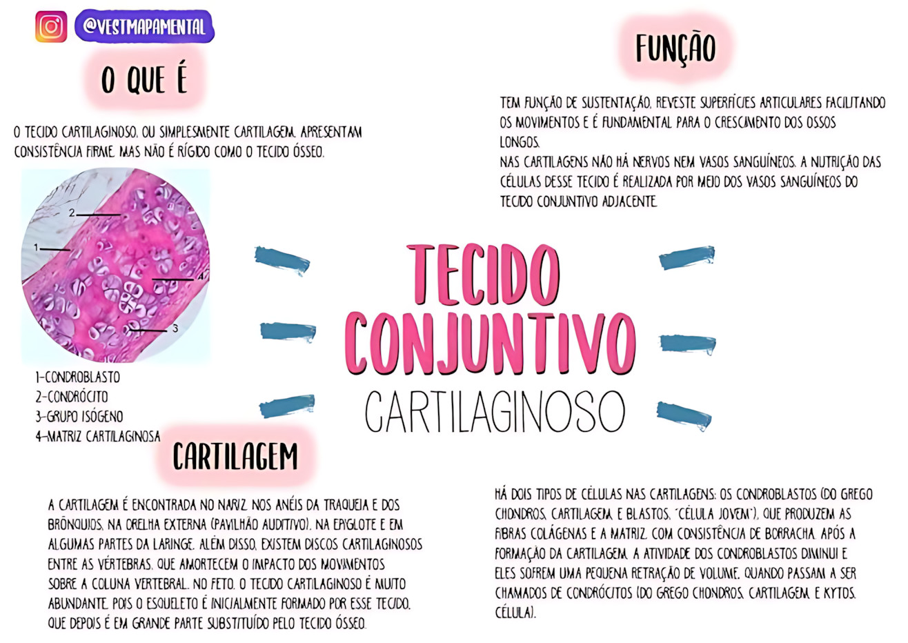 MAPA MENTAL SOBRE TECIDO CARTILAGINOSO