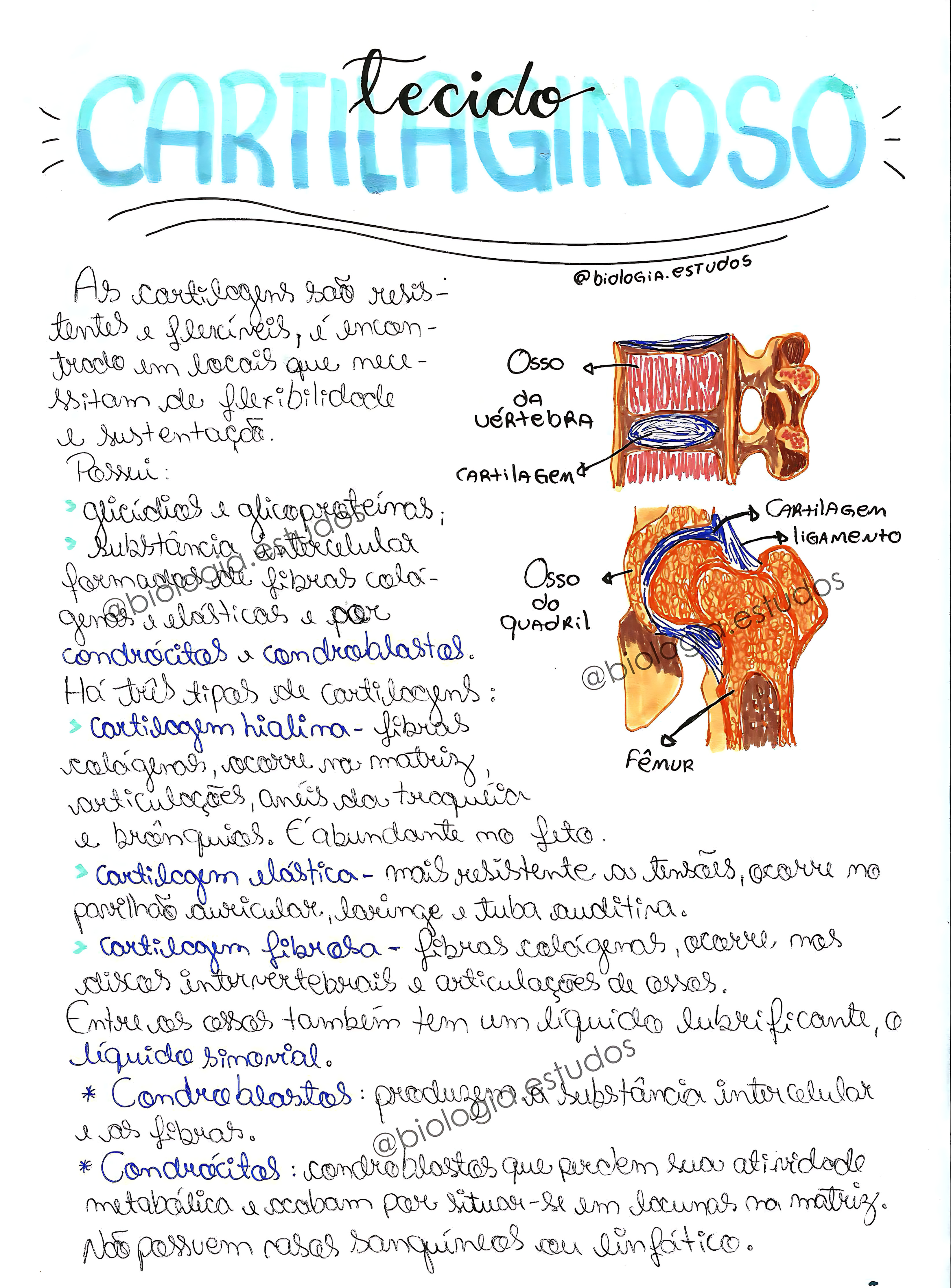 MAPA MENTAL SOBRE TECIDO CARTILAGINOSO