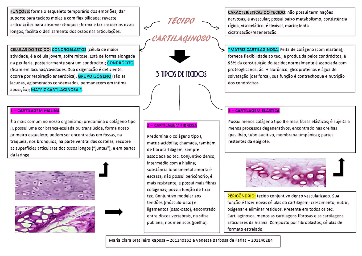 MAPA MENTAL SOBRE TECIDO CARTILAGINOSO