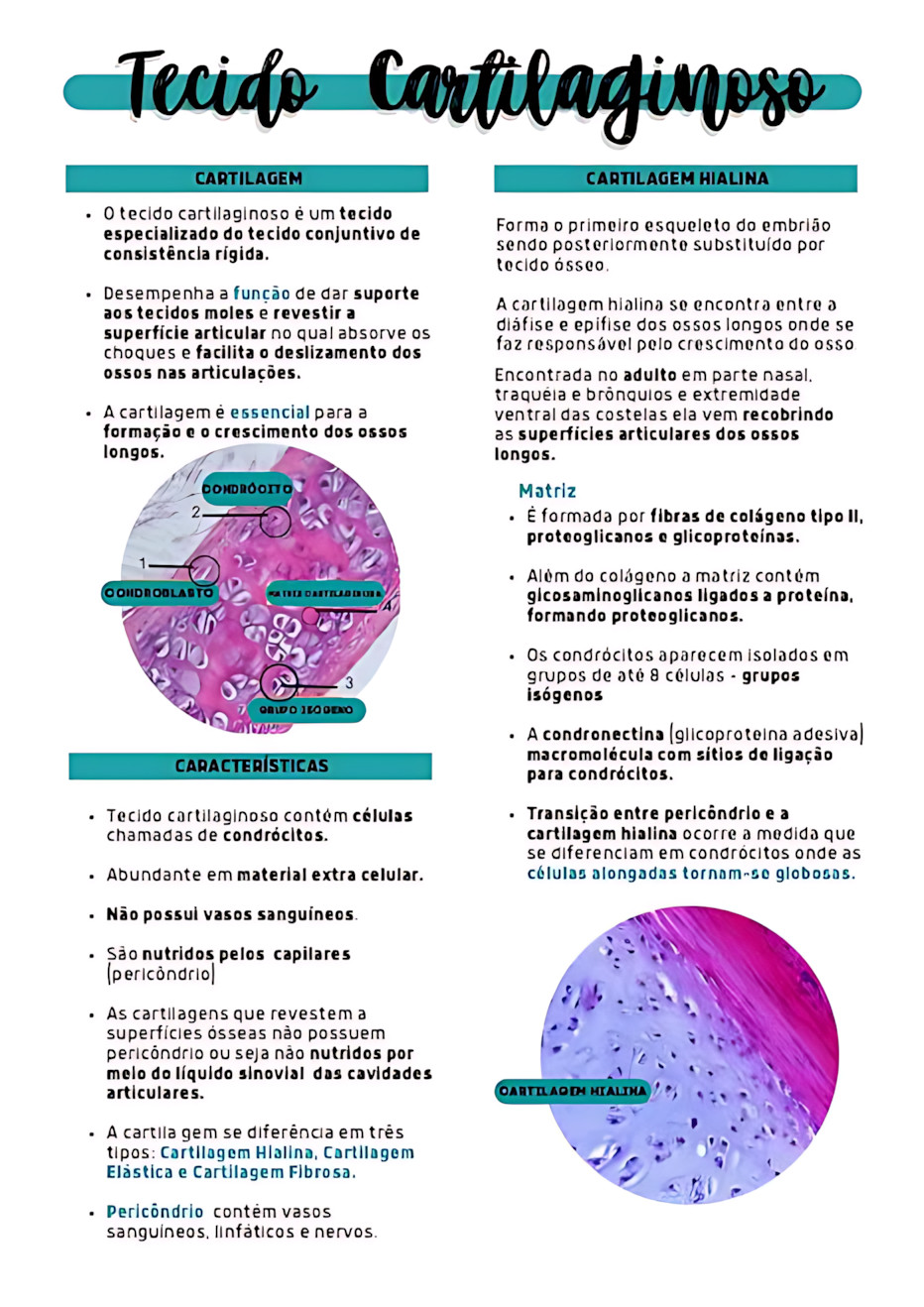MAPA MENTAL SOBRE TECIDO CARTILAGINOSO