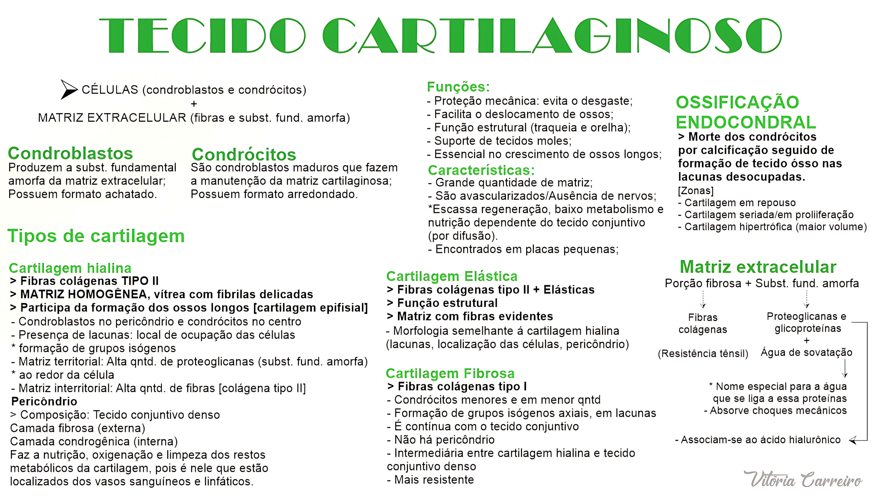 MAPA MENTAL SOBRE TECIDO CARTILAGINOSO