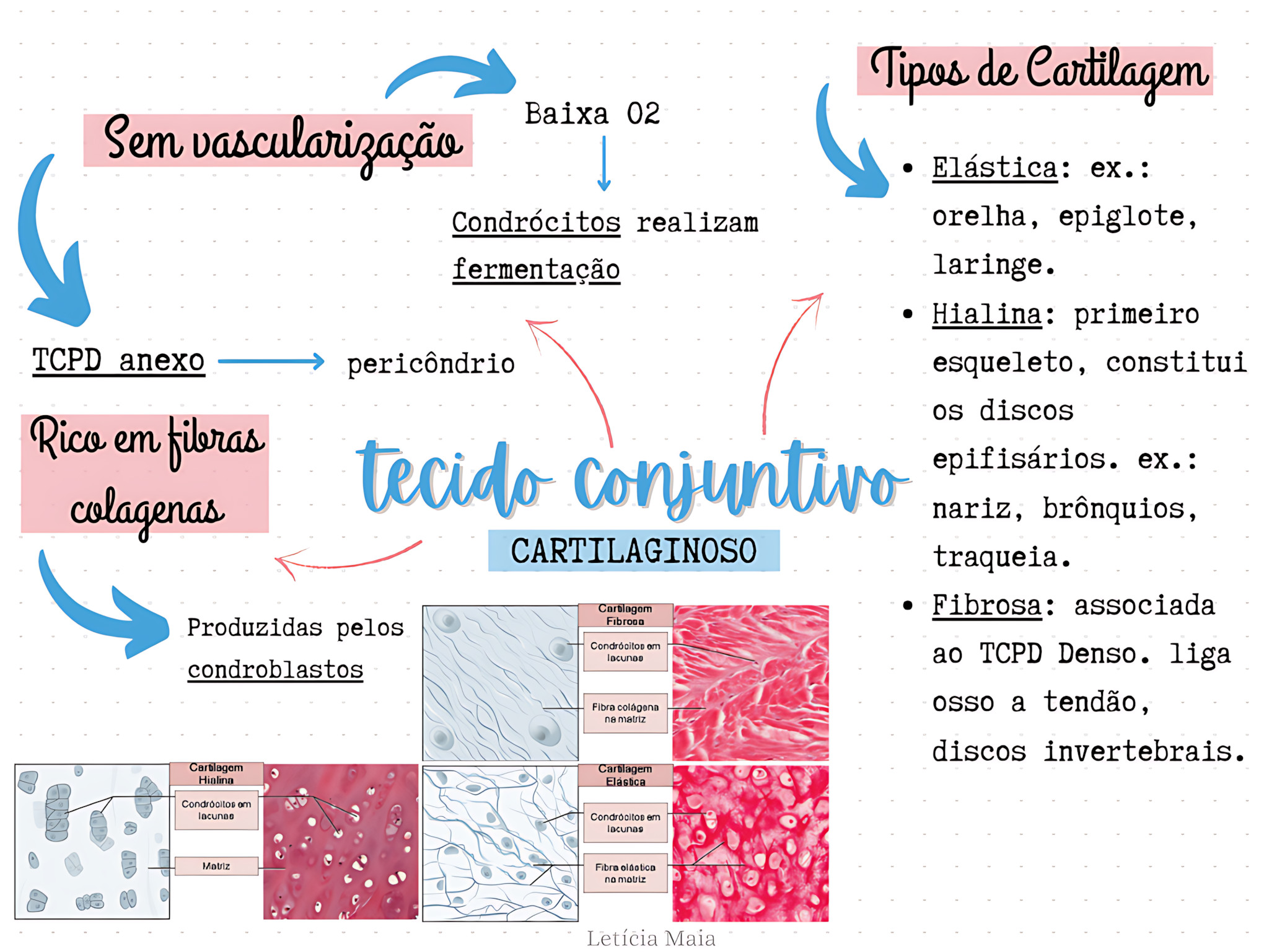 MAPA MENTAL SOBRE TECIDO CARTILAGINOSO